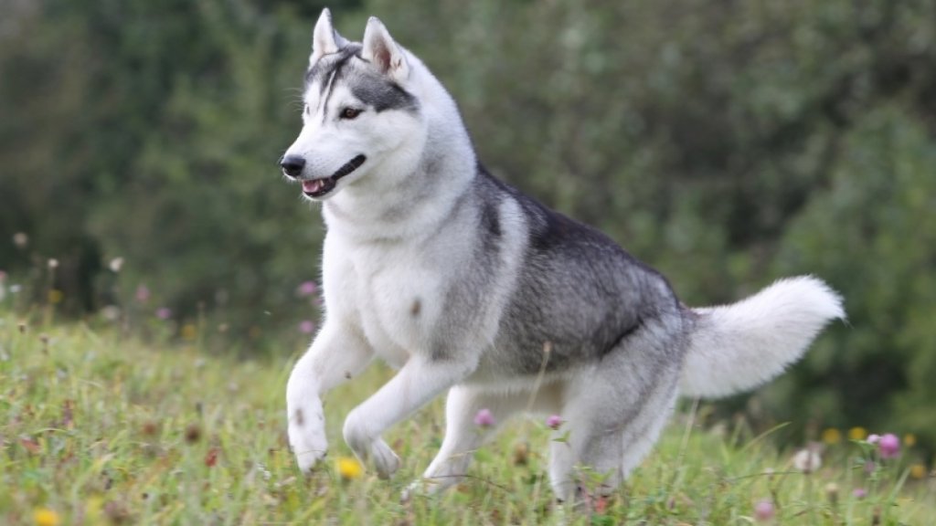 Detail Images Of Siberian Huskies Nomer 15