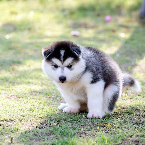 Detail Images Of Siberian Huskies Nomer 23