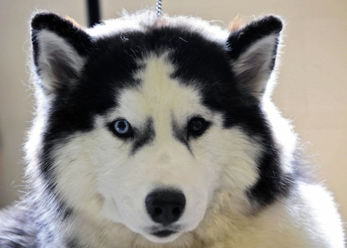 Detail Images Of Siberian Huskies Nomer 27