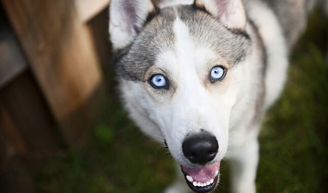 Detail Images Of Siberian Huskies Nomer 32