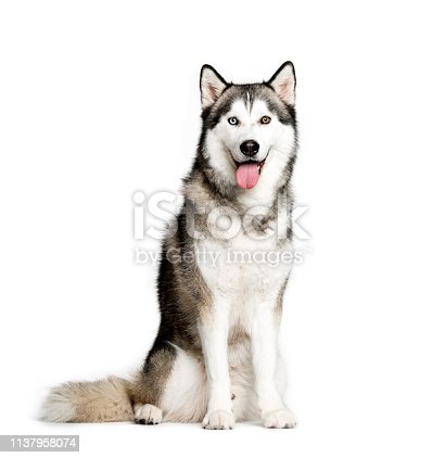 Detail Images Of Siberian Huskies Nomer 39