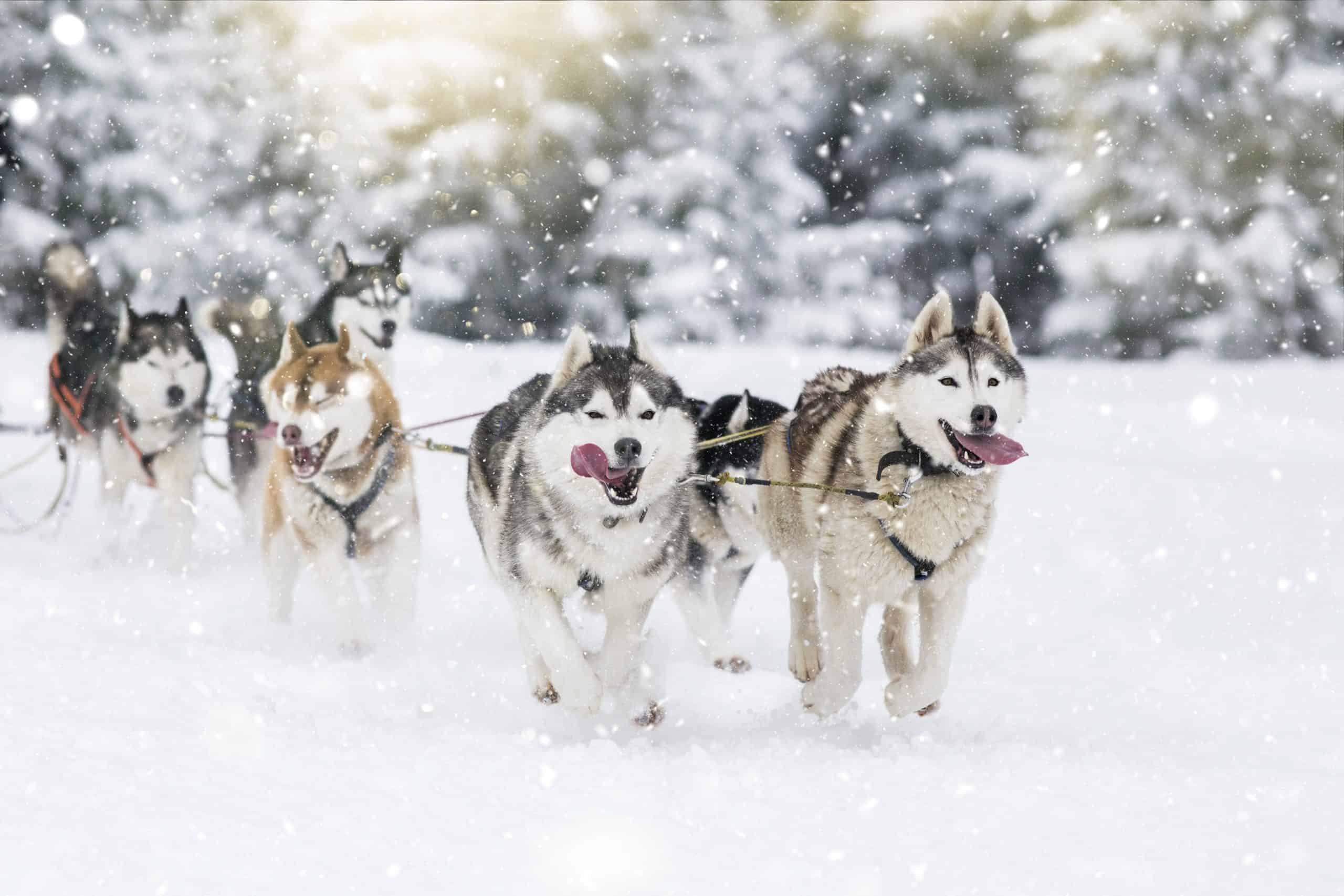 Detail Images Of Siberian Huskies Nomer 42