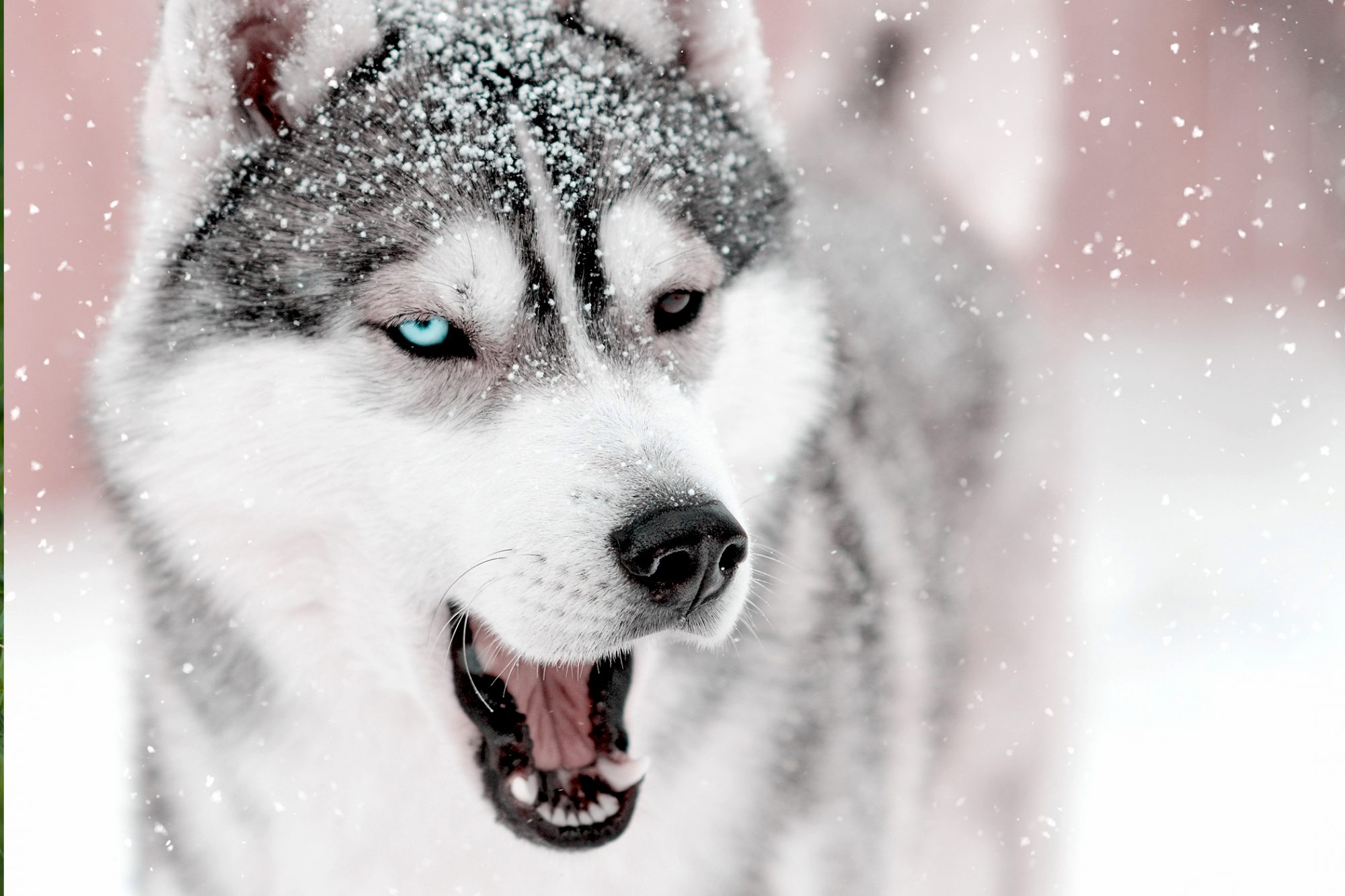 Detail Images Of Siberian Huskies Nomer 46