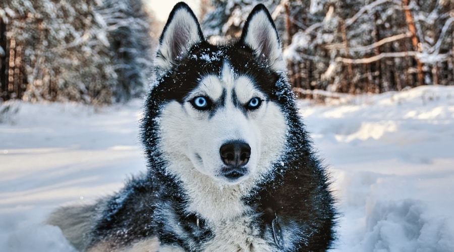 Detail Images Of Siberian Huskies Nomer 6