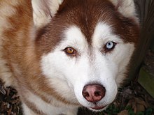 Detail Images Of Siberian Huskies Nomer 51