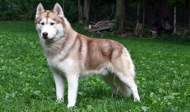 Detail Images Of Siberian Huskies Nomer 9