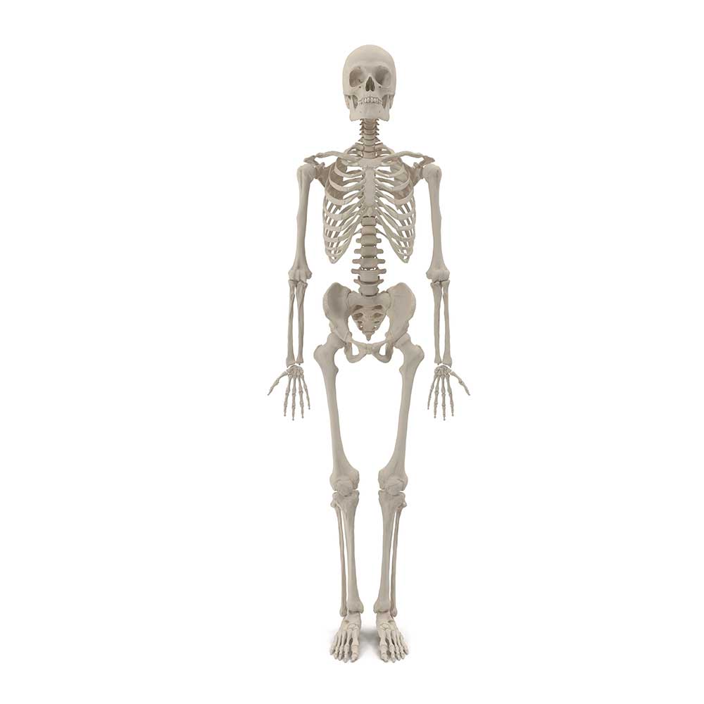 Detail Images Of Skeleton Nomer 17