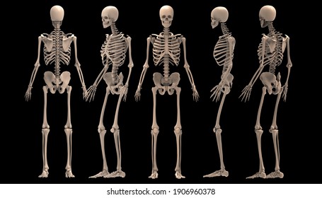 Detail Images Of Skeleton Nomer 27