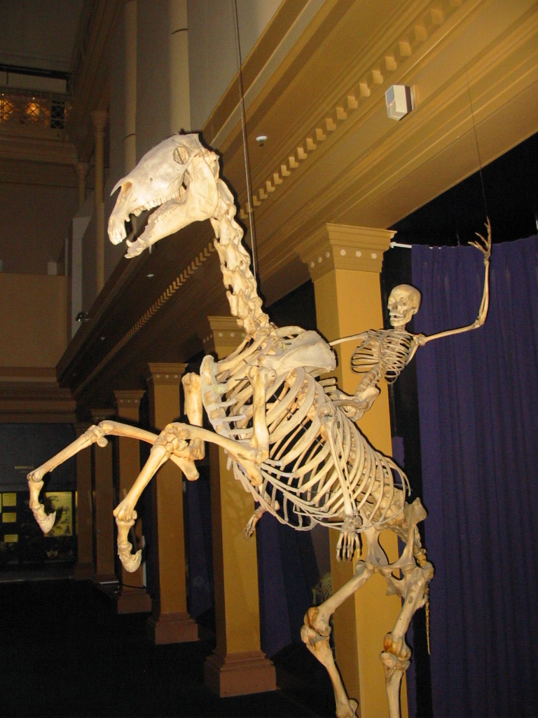 Detail Images Of Skeleton Nomer 30