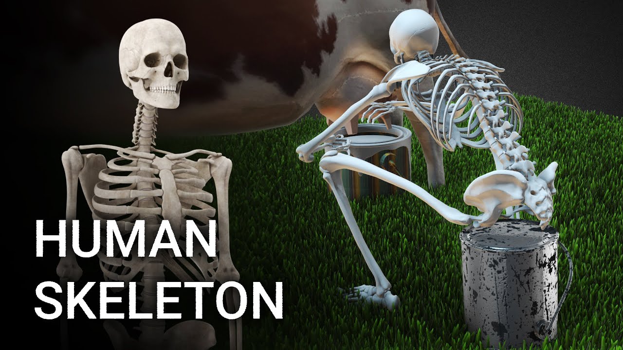 Detail Images Of Skeleton Nomer 34