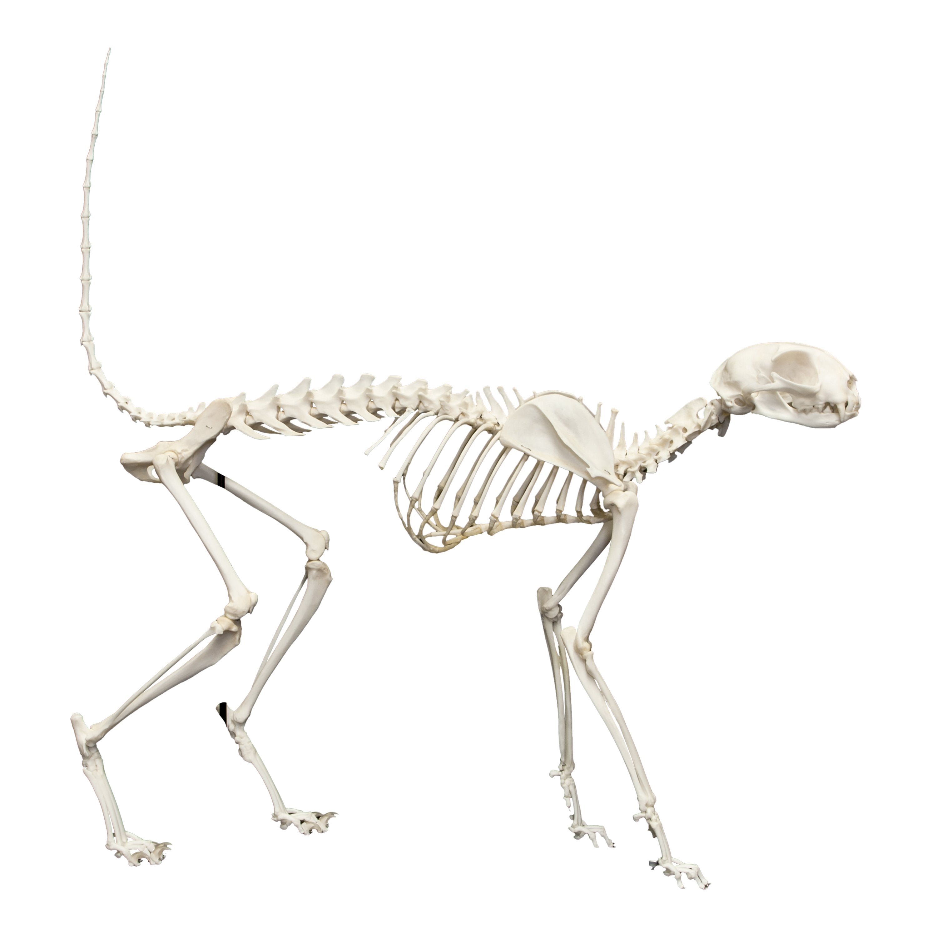 Detail Images Of Skeleton Nomer 37