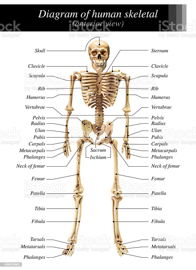 Detail Images Of Skeleton Nomer 5