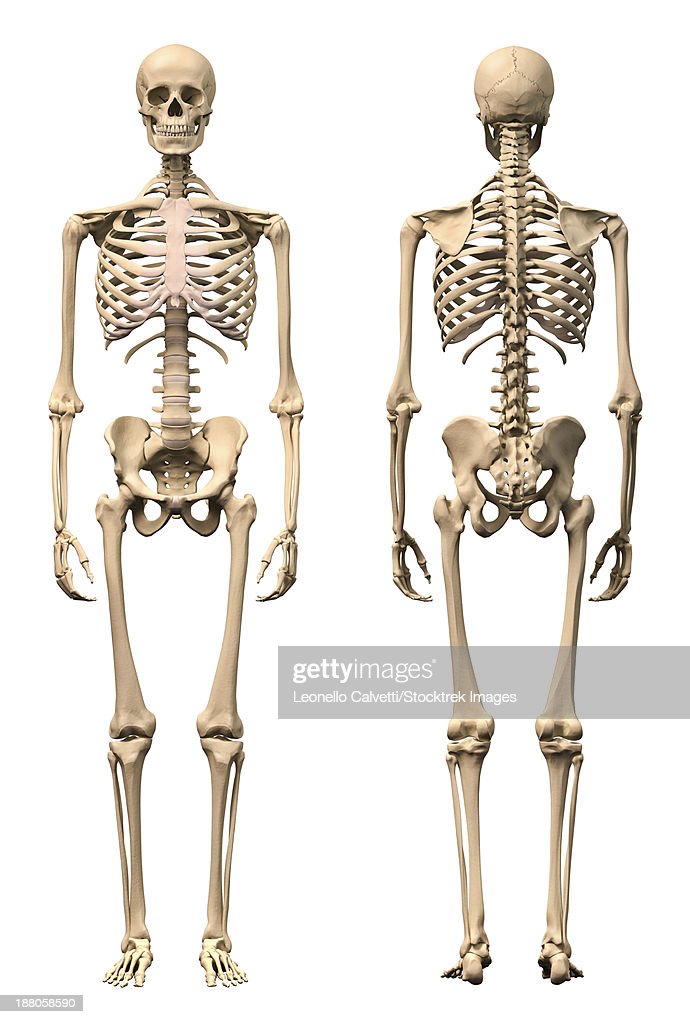 Detail Images Of Skeleton Nomer 40