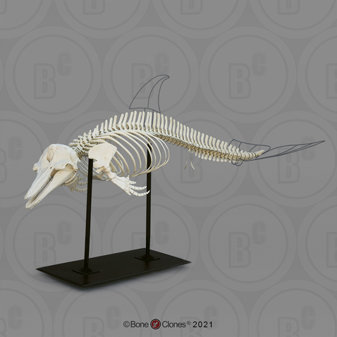 Detail Images Of Skeleton Nomer 42