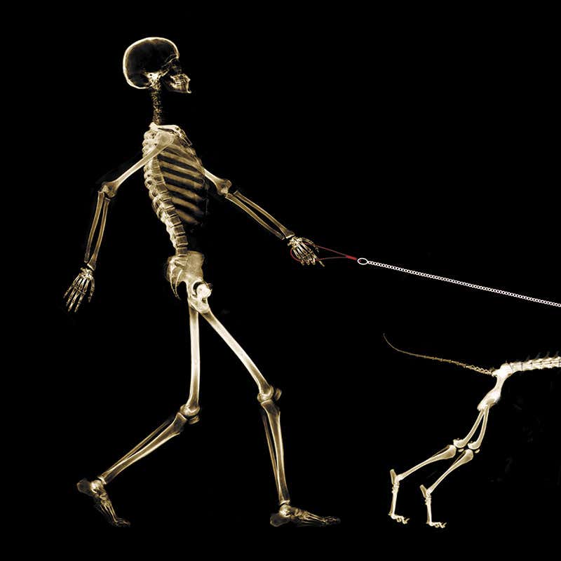 Detail Images Of Skeleton Nomer 46