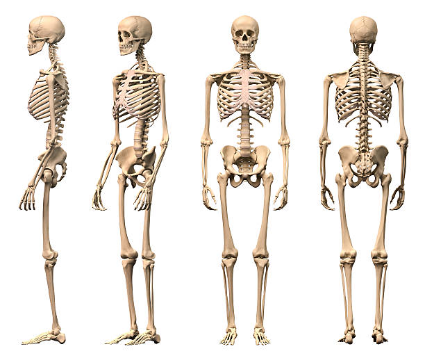 Detail Images Of Skeleton Nomer 10