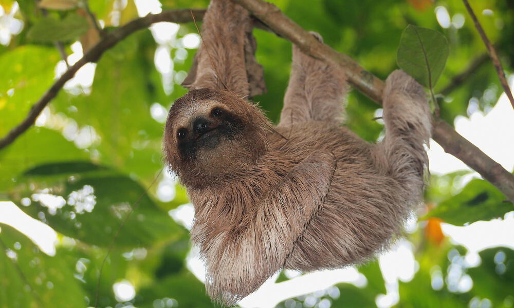 Detail Images Of Sloths Nomer 13
