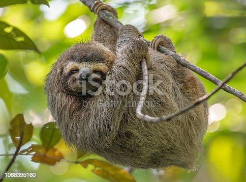 Detail Images Of Sloths Nomer 24