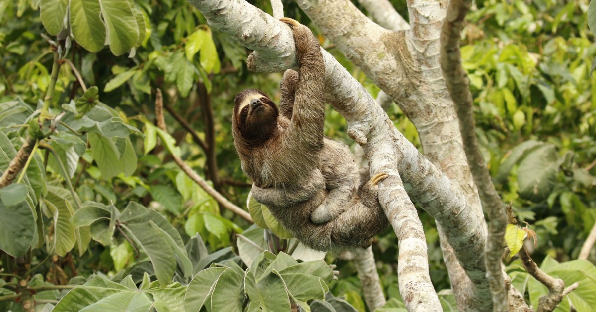 Detail Images Of Sloths Nomer 33