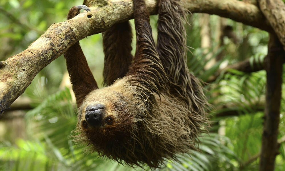 Detail Images Of Sloths Nomer 37