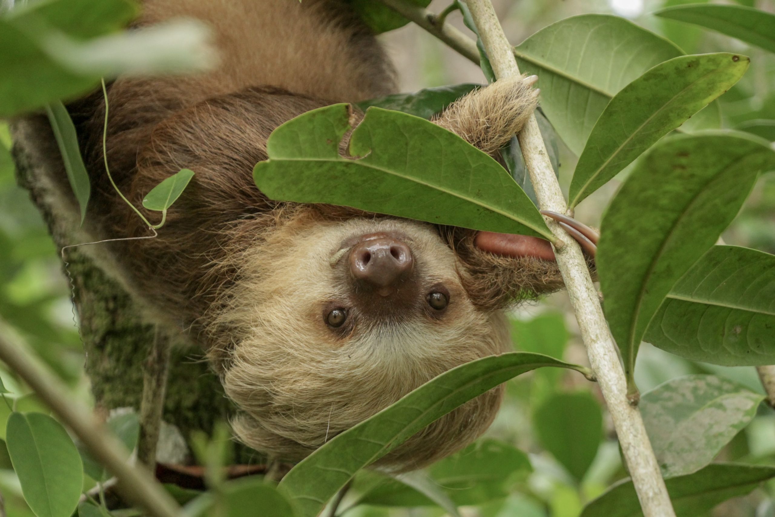 Detail Images Of Sloths Nomer 38