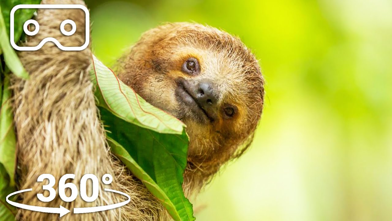 Detail Images Of Sloths Nomer 39