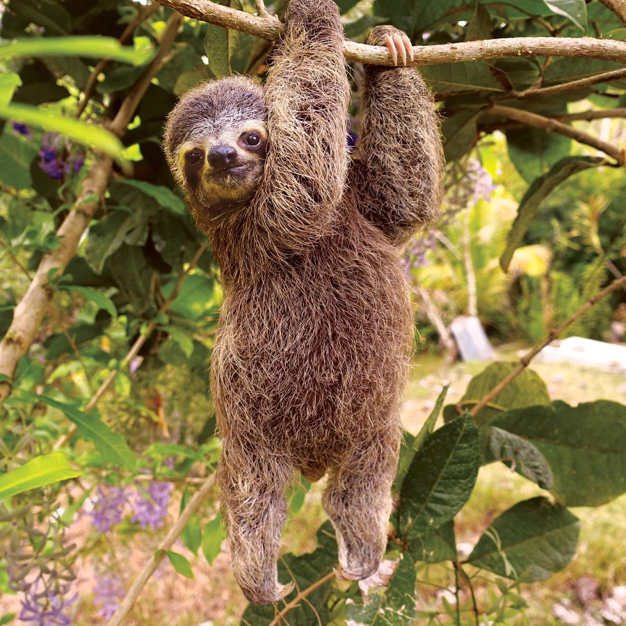 Detail Images Of Sloths Nomer 50
