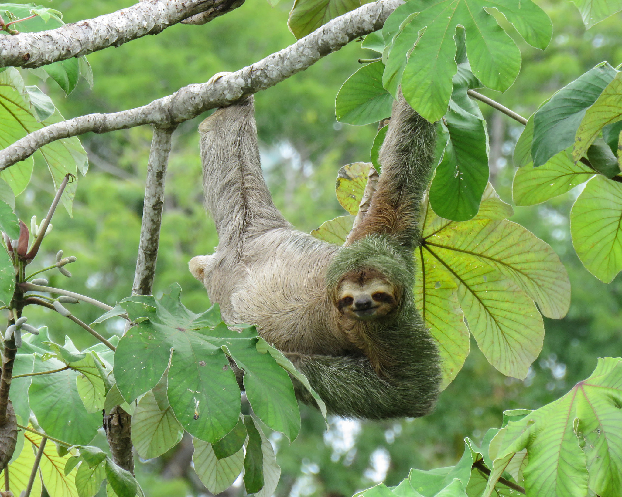 Detail Images Of Sloths Nomer 52