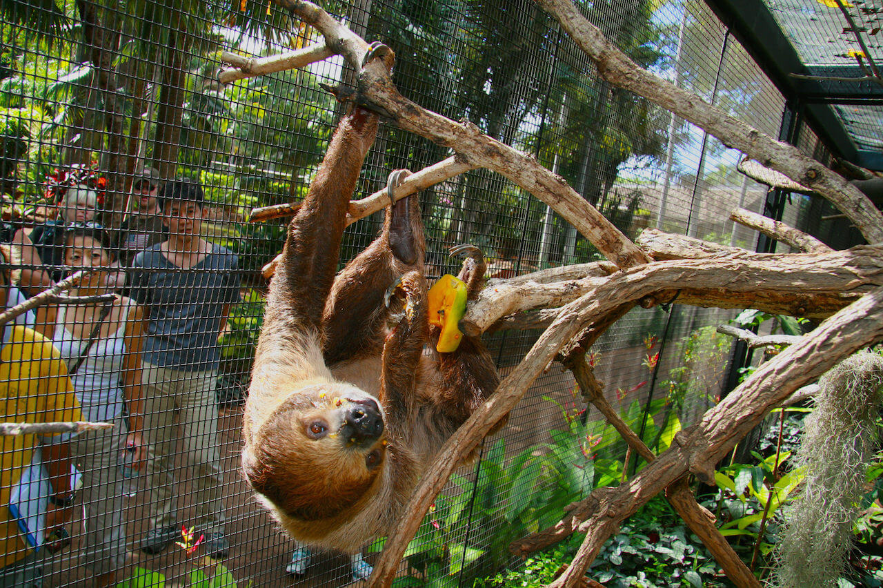 Detail Images Of Sloths Nomer 53