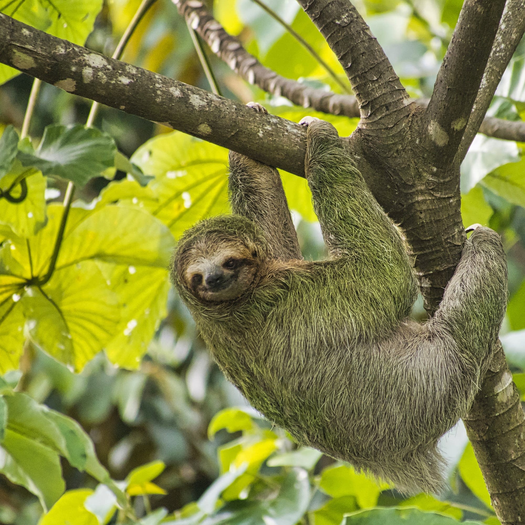 Detail Images Of Sloths Nomer 10