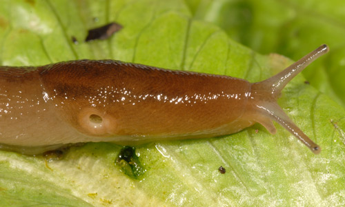 Detail Images Of Slugs Nomer 20