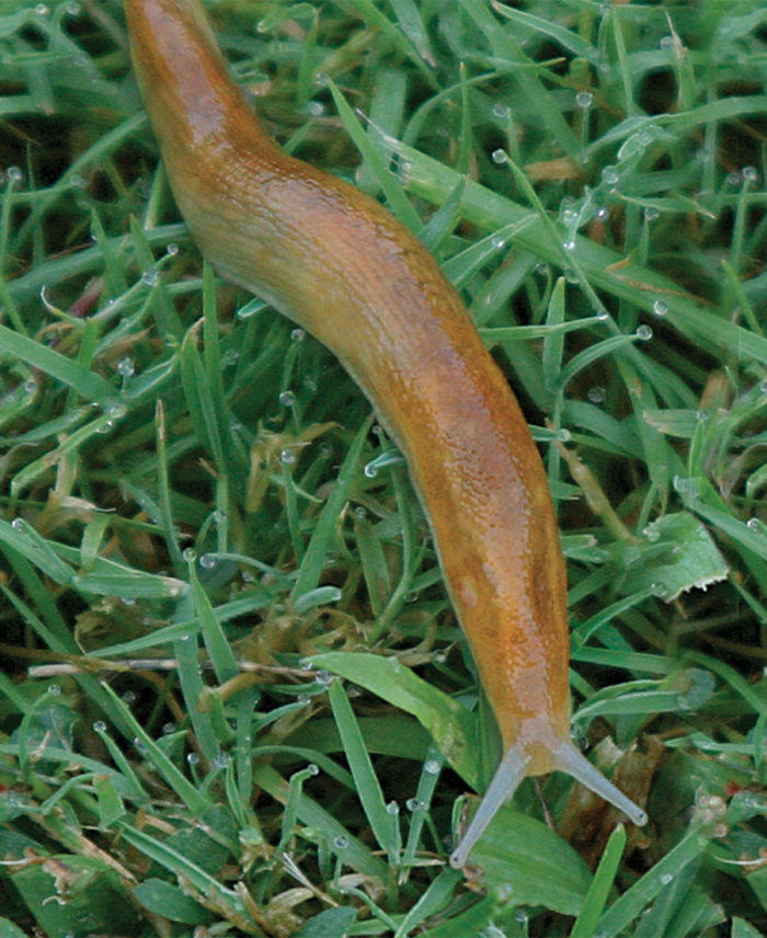 Detail Images Of Slugs Nomer 23
