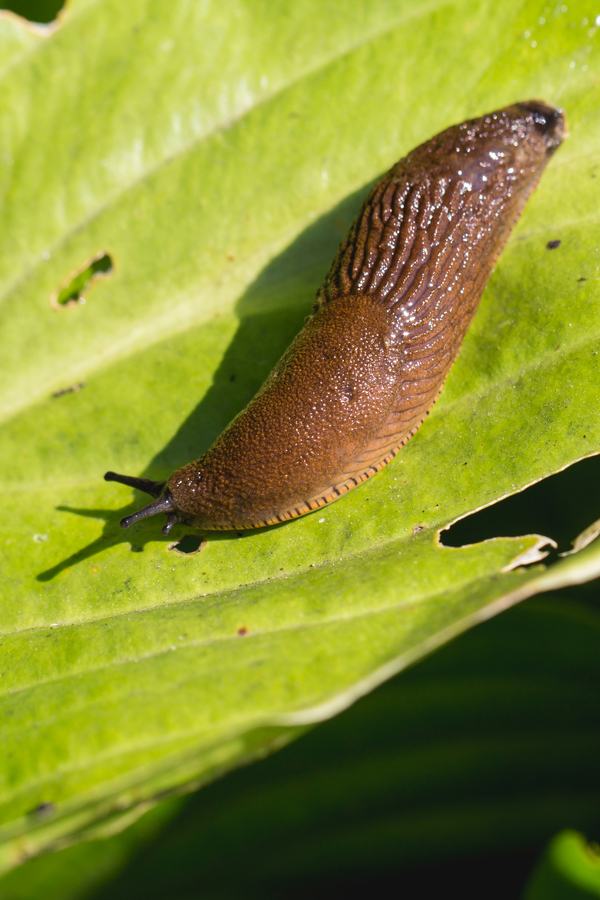 Detail Images Of Slugs Nomer 28