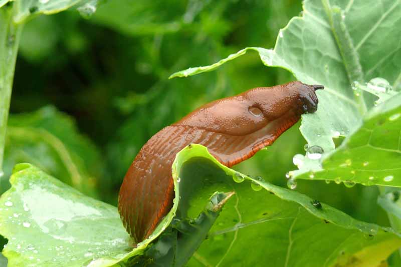 Detail Images Of Slugs Nomer 29