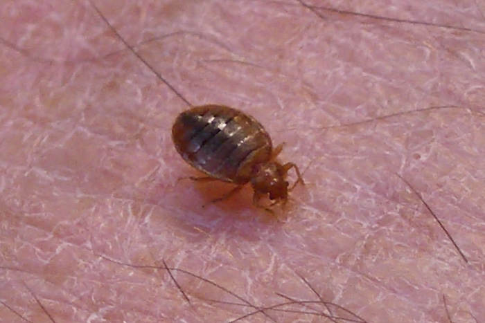 Images Of Small Bugs - KibrisPDR