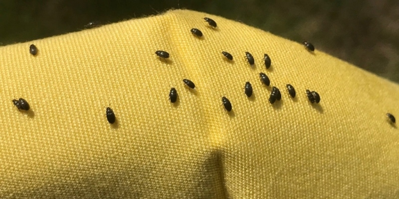 Detail Images Of Small Bugs Nomer 11