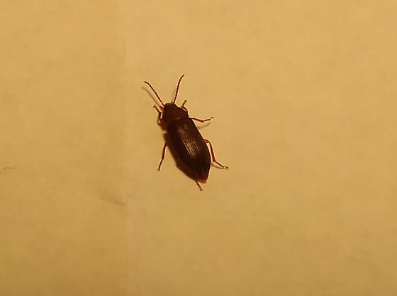 Detail Images Of Small Bugs Nomer 12