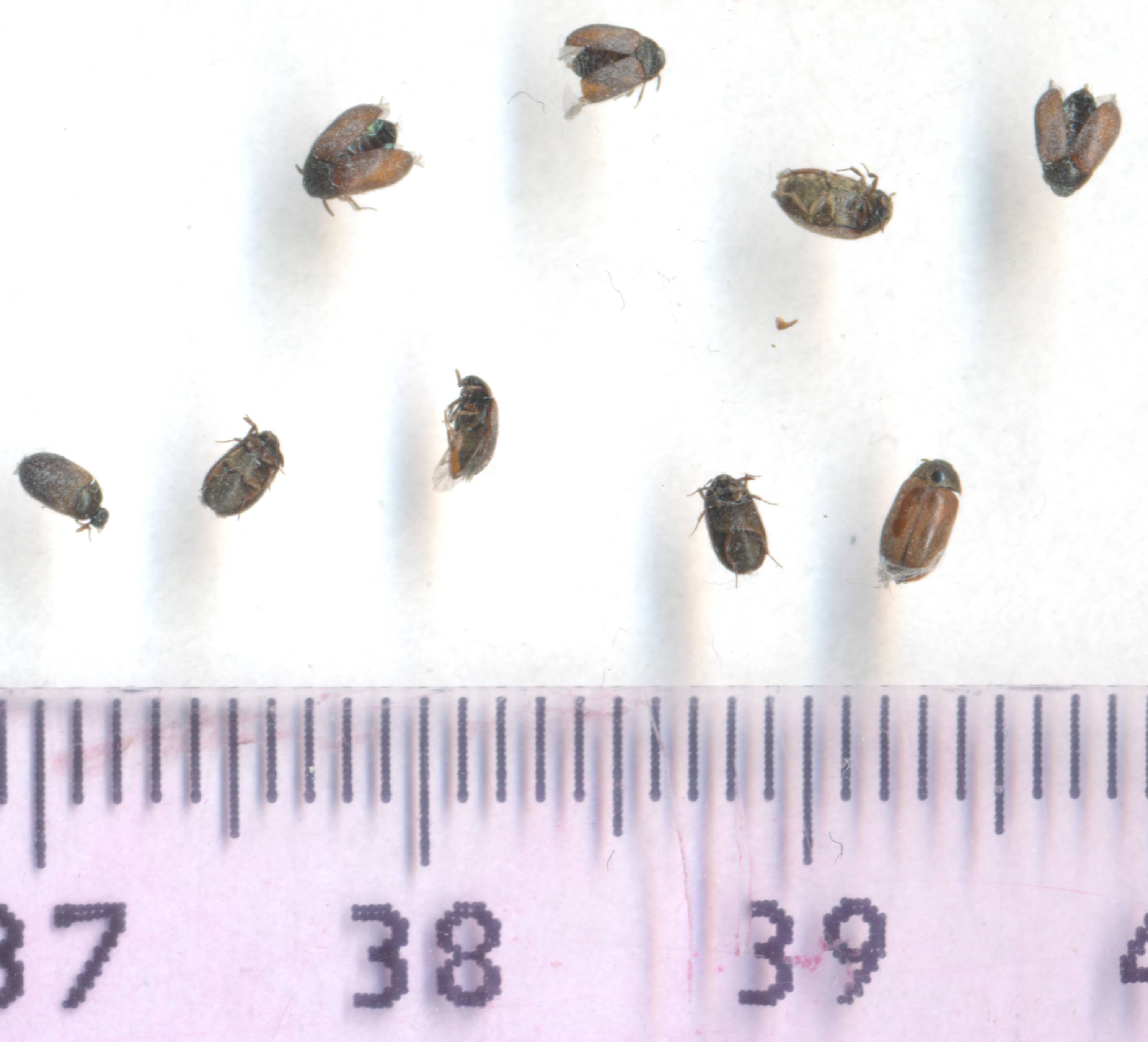 Detail Images Of Small Bugs Nomer 13