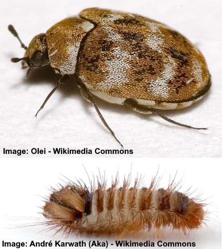 Detail Images Of Small Bugs Nomer 14
