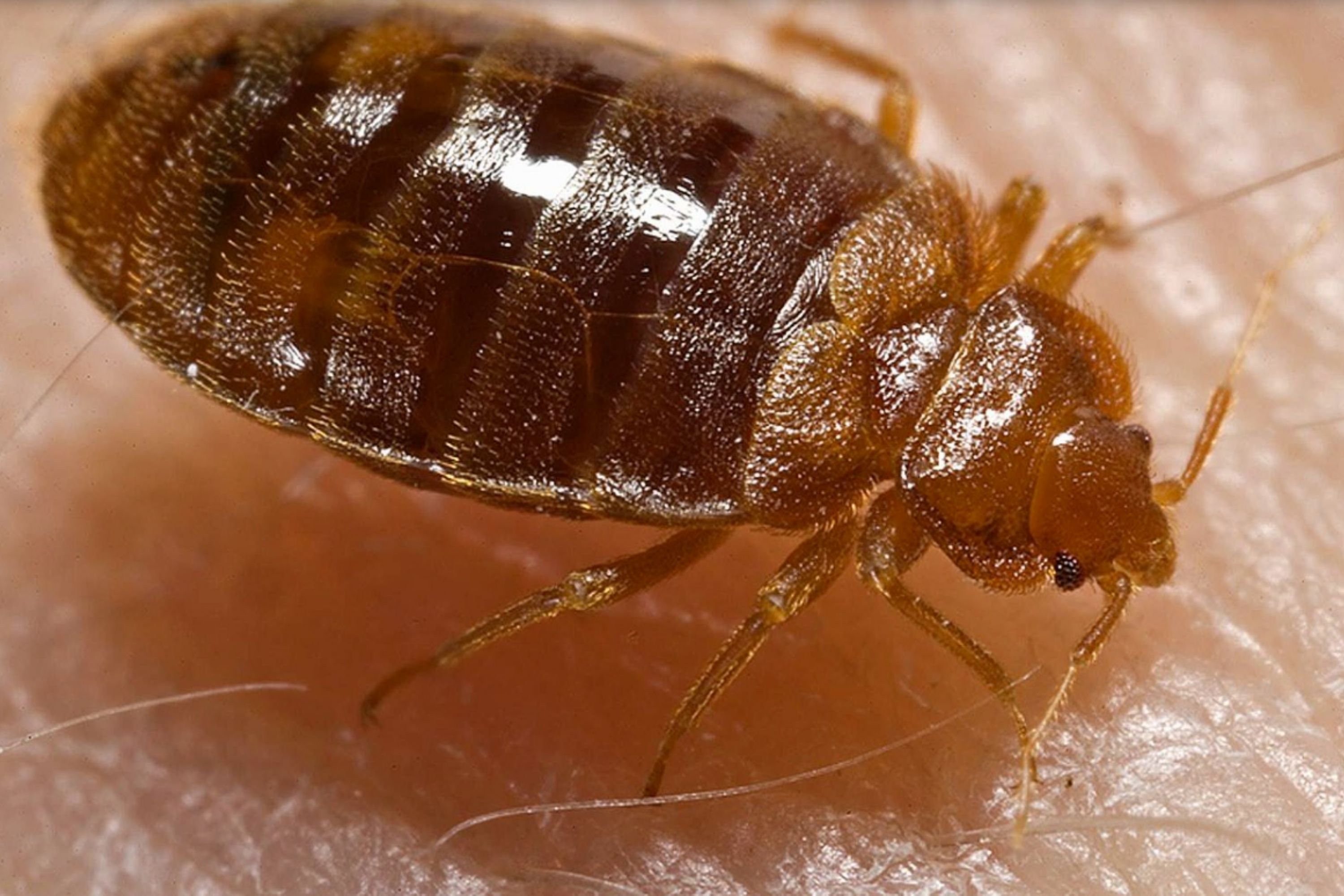 Detail Images Of Small Bugs Nomer 19