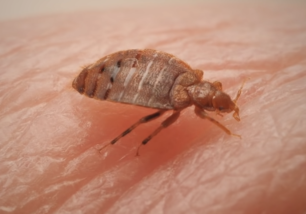 Detail Images Of Small Bugs Nomer 3