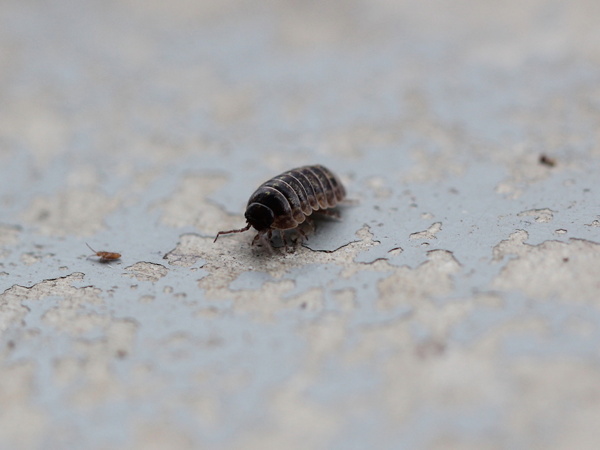 Detail Images Of Small Bugs Nomer 20