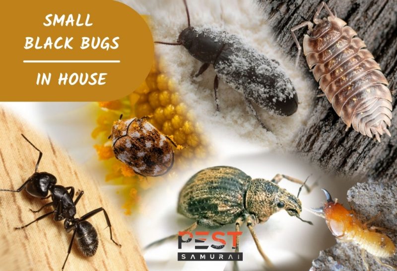 Detail Images Of Small Bugs Nomer 21