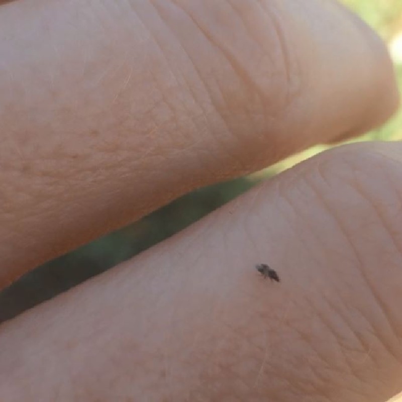 Detail Images Of Small Bugs Nomer 22