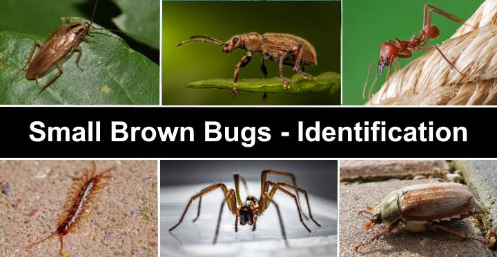 Detail Images Of Small Bugs Nomer 26