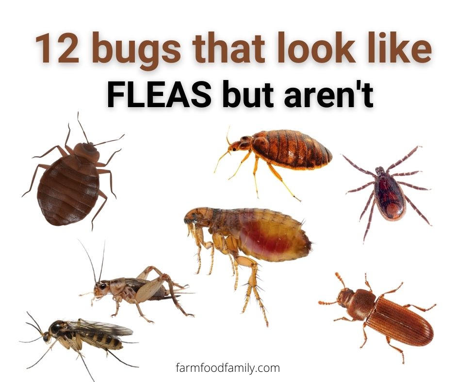 Detail Images Of Small Bugs Nomer 4