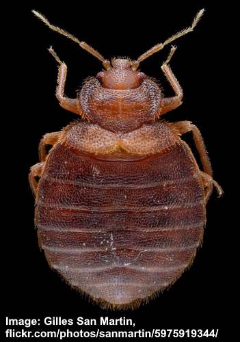 Detail Images Of Small Bugs Nomer 29