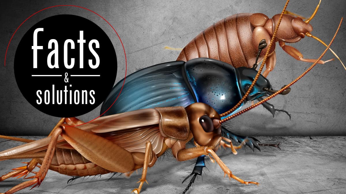 Detail Images Of Small Bugs Nomer 32