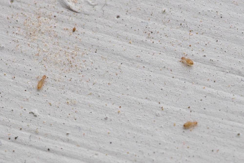 Detail Images Of Small Bugs Nomer 33