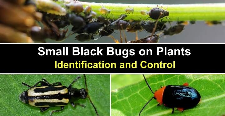 Detail Images Of Small Bugs Nomer 34